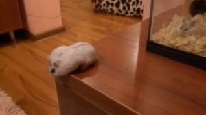 Джунгарские хомяки. Самка опять беременна.