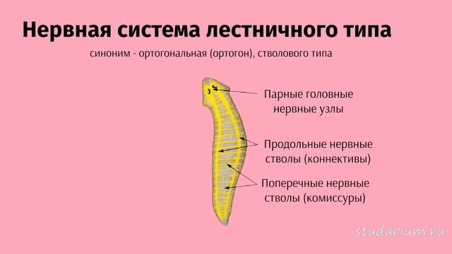 Плоские черви. Ароморфозы, строение. Лекция и разбор заданий ЕГЭ