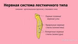 Плоские черви. Ароморфозы, строение. Лекция и разбор заданий ЕГЭ