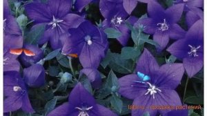 Платикодон обыкновенный Блю ? обыкновенный платикодон Блю обзор: как сажать, семена платикодона Блю