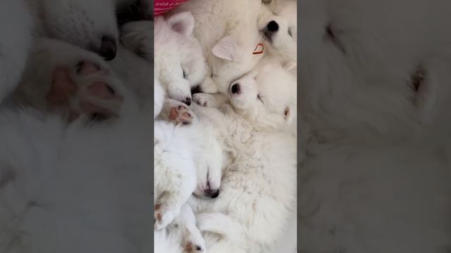 6-Week-Old Samoyed Puppies Napping Together   ViralHog