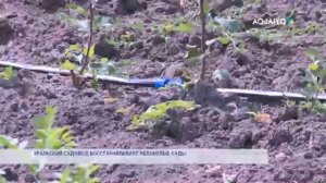 УРАЛЬСКИЙ САДОВОД ВОССТАНАВЛИВАЕТ ЯБЛОНЕВЫЕ САДЫ