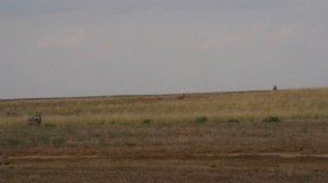 Был окружен волками в степи и трое суток пришлось просидеть на одном месте, без движения, чуть дыш