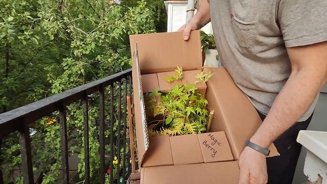 опт-хоз доставляет, распаковка (часть 2) 26.06.2023 смотреть онлайн