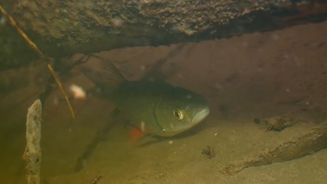 О чём молчат рыбы.43 ГОЛАВЛЬ смотреть онлайн