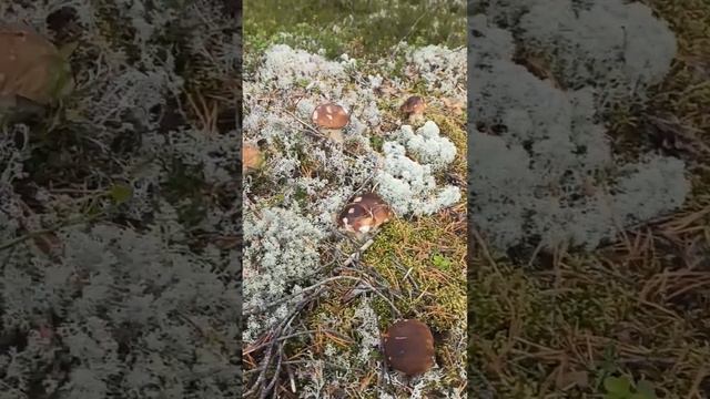 Рыбалка отдых в Карелии смотреть онлайн