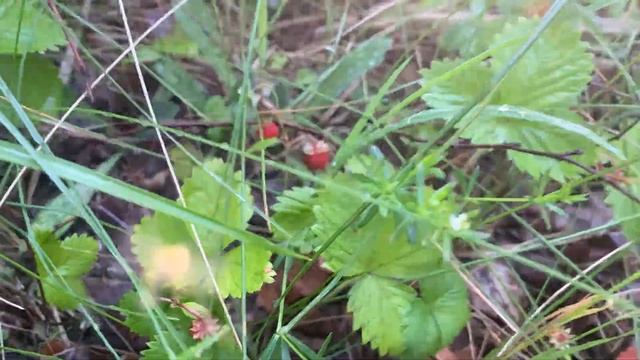 ОХОТА НА КОСУЛЮ НАЧИНАЮ СЕЗОН ОХОТЫ Буду искать Трофей Самца Косули смотреть онлайн