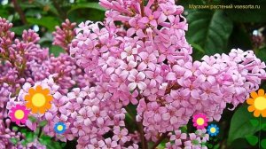 Сирень генри. Краткий обзор, описание характеристик, где купить саженцы syringa henryi с