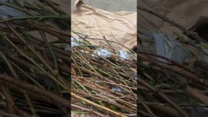 Посылка из питомника садовод Крым 