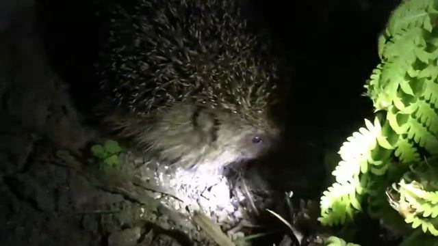 Ёжик из пенопласта смотреть онлайн