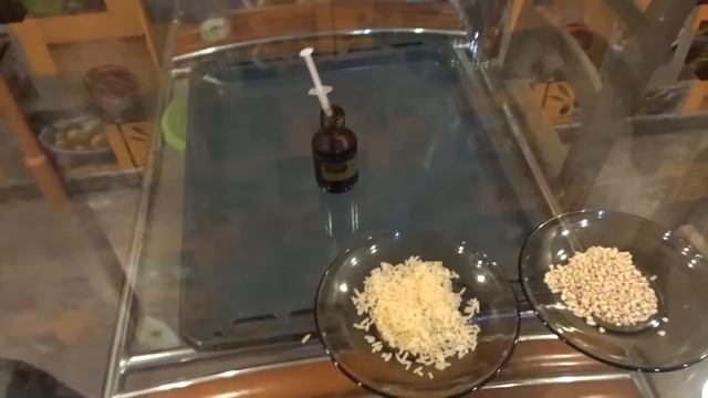 Эксперимент «Определение крахмала в различных продуктах» 30.09.2017 смотреть онлайн