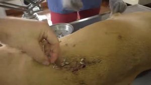 Remove mangoworms from dog - Remove mango worms from dog skin Удалите манговых червей с кожи собаки