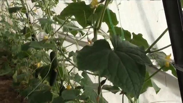 Мой огород! Весенние впечатления!!! смотреть онлайн