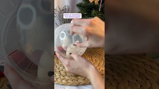 Прогулочный шар - больше свободы вне клетки!) #хомяк #грызун #питомец #шок #распаковка #вб #обзор смотреть онлайн