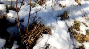 Певчий Дрозд . Ловля певчего дрозда с песней на токовом участке .