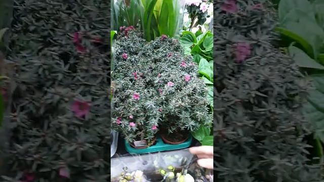 Цветы оптом в Краснодаре