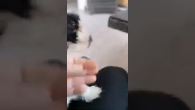 Девочка бело черного окраса Продажа Питосник Москва смотреть онлайн