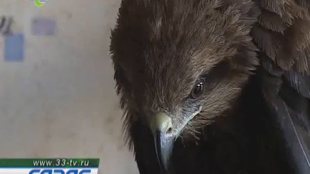 птица сарыч260810 смотреть онлайн