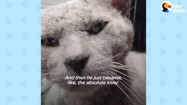 Cat Abandoned When Owners Moved Jumps Into His Rescuer's Arms | The Dodo Cat Crazy смотреть онлайн