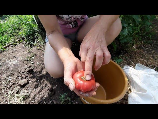 Вершинная гниль или вершинка. что это такое и как с этим бороться!