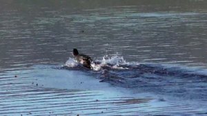 Musk Ducks Mating Display