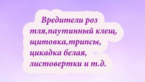РОЗЫ.Биопрепараты для защиты от болезней и вредителей.Почему болеют наши розы? Какие ошибки делаем?