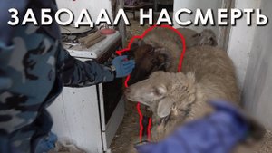 Забодал насмерть