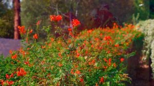 A November Walkabout in our Native Plant Garden--SoCalNPG--Ep.44