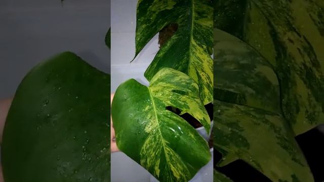 Monstera реrtusа "Yеllоw Sрlаsh" Монстера Еллоу сплеш. Я в инстаграм ? @dekorativno_listven_plants