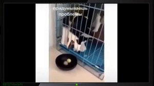 Смешные животные Лучшие Приколы с животными Ржака до слез.mp4