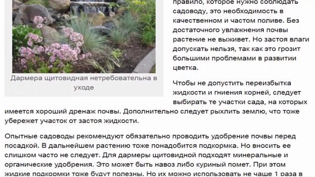 Дармера щитовидная.  Особенности посадки  и ухода.