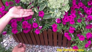 Красавец СЕДУМ. один из ЛУЧШИХ вариантов для КРАСИВОГО цветника.#седум#очитоквидный#красивыйсад#дач