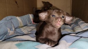 коричневый ориентальный котенок 1 мес
