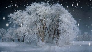 Музыка и зимний лес ❄️ Расслабляющая фортепианная музыка для души