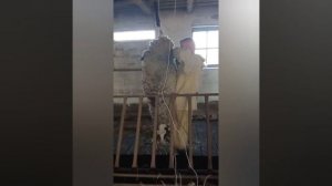 Рома - прощай! Режим барана. Какой выход мяса и отходов.