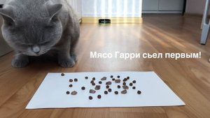 БРИТАНСКИЙ КОТ и ЗАБАВНЫЙ ЭКСПЕРИМЕНТ с едой / British cat / 有趣的猫