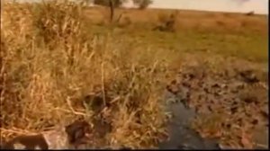 Охота на перепела