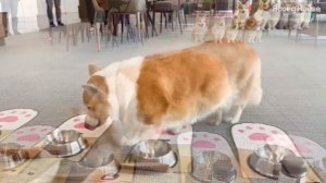 강남 진출 성공한 8마리 시골 코기들 [구독자 이벤트!! 🎉] l Eight rural corgis who succeeded in entering GANGNAM.