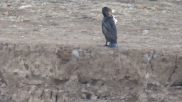 РЫБАЛКА НА САМОЙ ДЛИННОЙ РЕКЕ КАЗАХСТАНА. смотреть онлайн