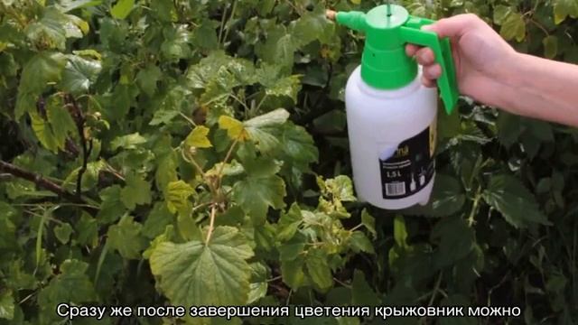 Мучнистая роса на крыжовнике — меры борьбы с белым налетом
