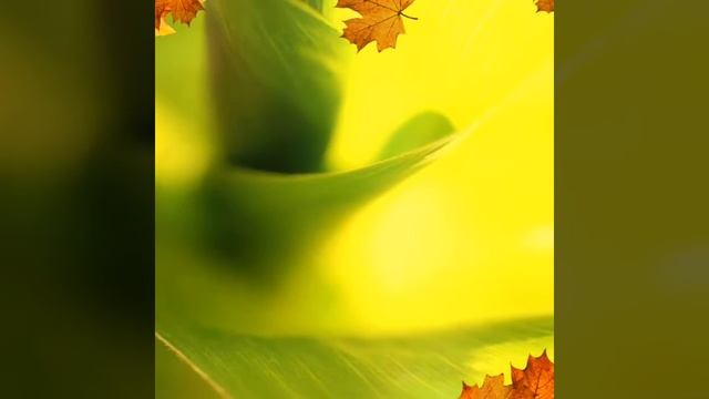 Осенний сон! смотреть онлайн