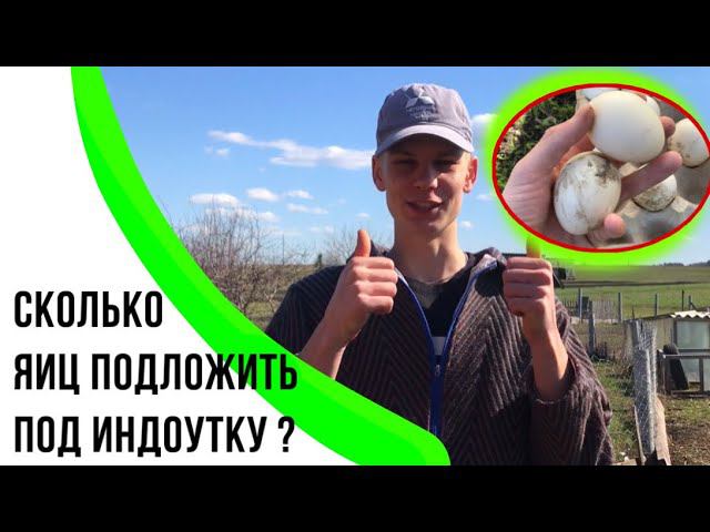 Мускусные утки сели на яйца / Как подложить яйца ? Как выбрать яйца для Утки ? Сколько дней сидит ?