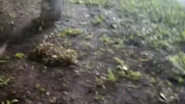 истребление разнотравья в Москве смотреть онлайн