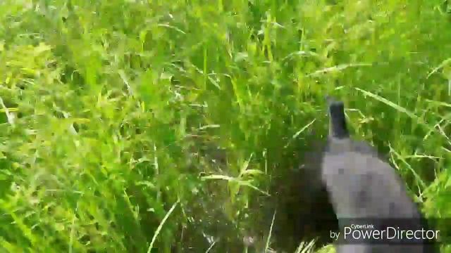 Как понять, кого собака считает хозяином? смотреть онлайн