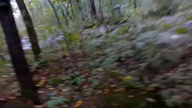 После тайфуна в тайгу за кедровым орехо. Сбор кедрового и маньчжурского ореха.