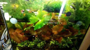 ГУППИ КОБРА ДАЛИ ПОТОМСТВО!!!