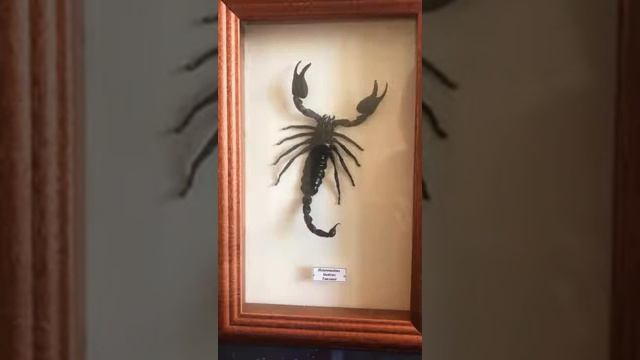 Любовный гороскоп Для СКОРПИОНА Как удержать мужчину СКОРПИОНА Как очаровать мужчину СКОРПИОНА смотреть онлайн