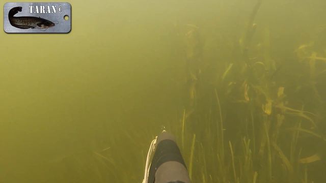 Подводная охота на карася в траве смотреть онлайн