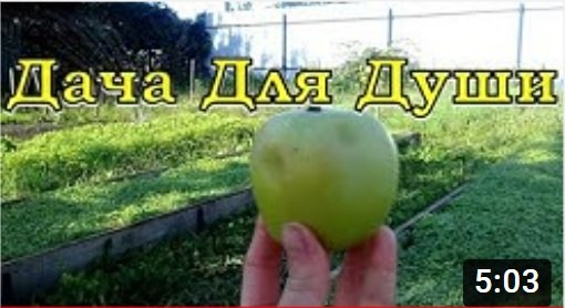 Почему ЯБЛОНИ плодоносят через год??!!???