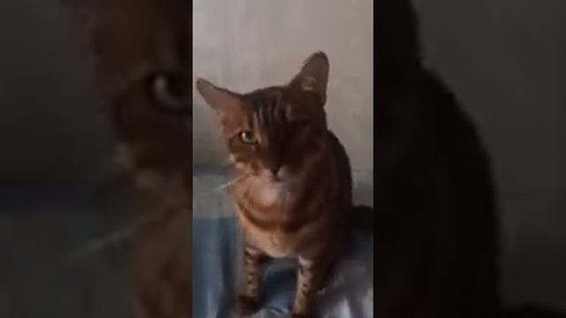 Кот нападает на камеру